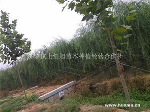 法桐之乡的绿色守望 汶上红旭苗木的经营之道