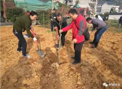 柯城区“一村万树”工程巡礼——山村树木种植经营纪实